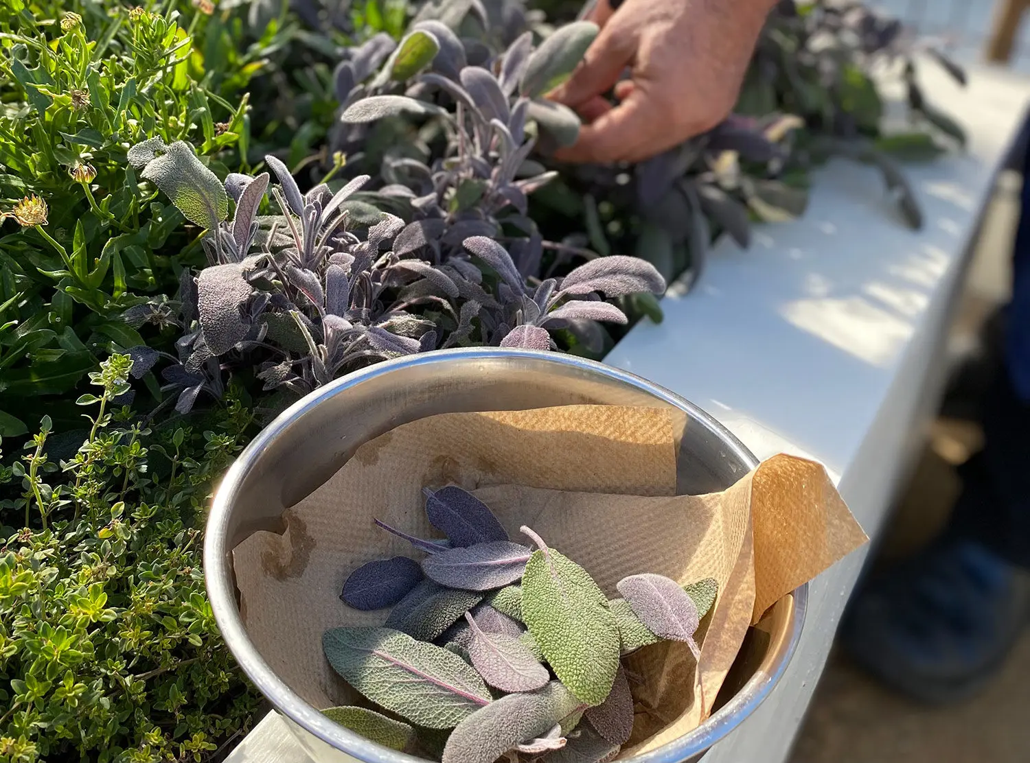 MacArthur Place Hand-picked sage used in the delicious dishes and cocktails at the hotel's own restaurants