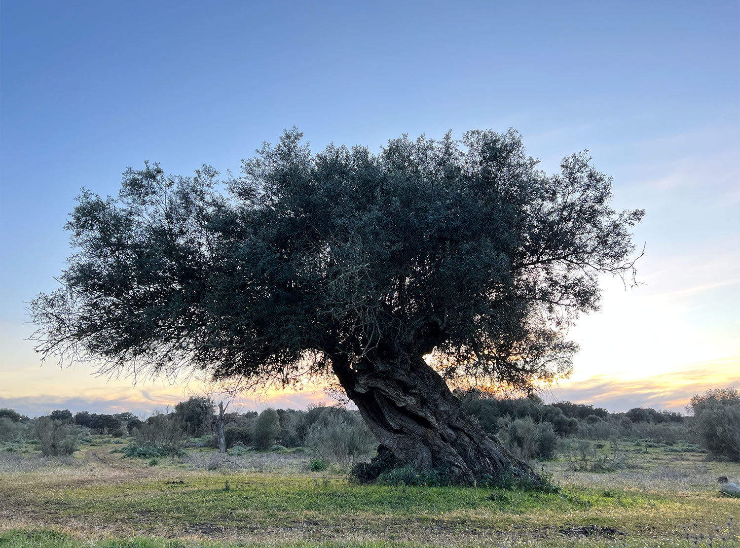 São Lourenço do Barrocal Gnarled ancient olive trees — some thousands of years old — can be found scattered across the 780 hectare estate. The estate produces olive oil. You can do a tour of the groves. I always buy a bottle or two of the oil to take home!