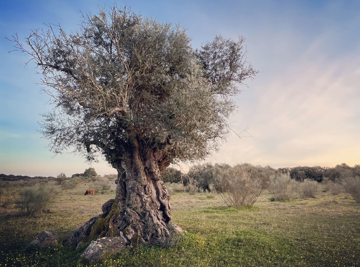 São Lourenço do Barrocal Spot the cow grazing behind this ancient olive tree! The meat served at the restaurant comes from the beef herd which roam the estate. I am a vegetarian myself but believe if you eat meat it is best to support local, organic and free roaming production