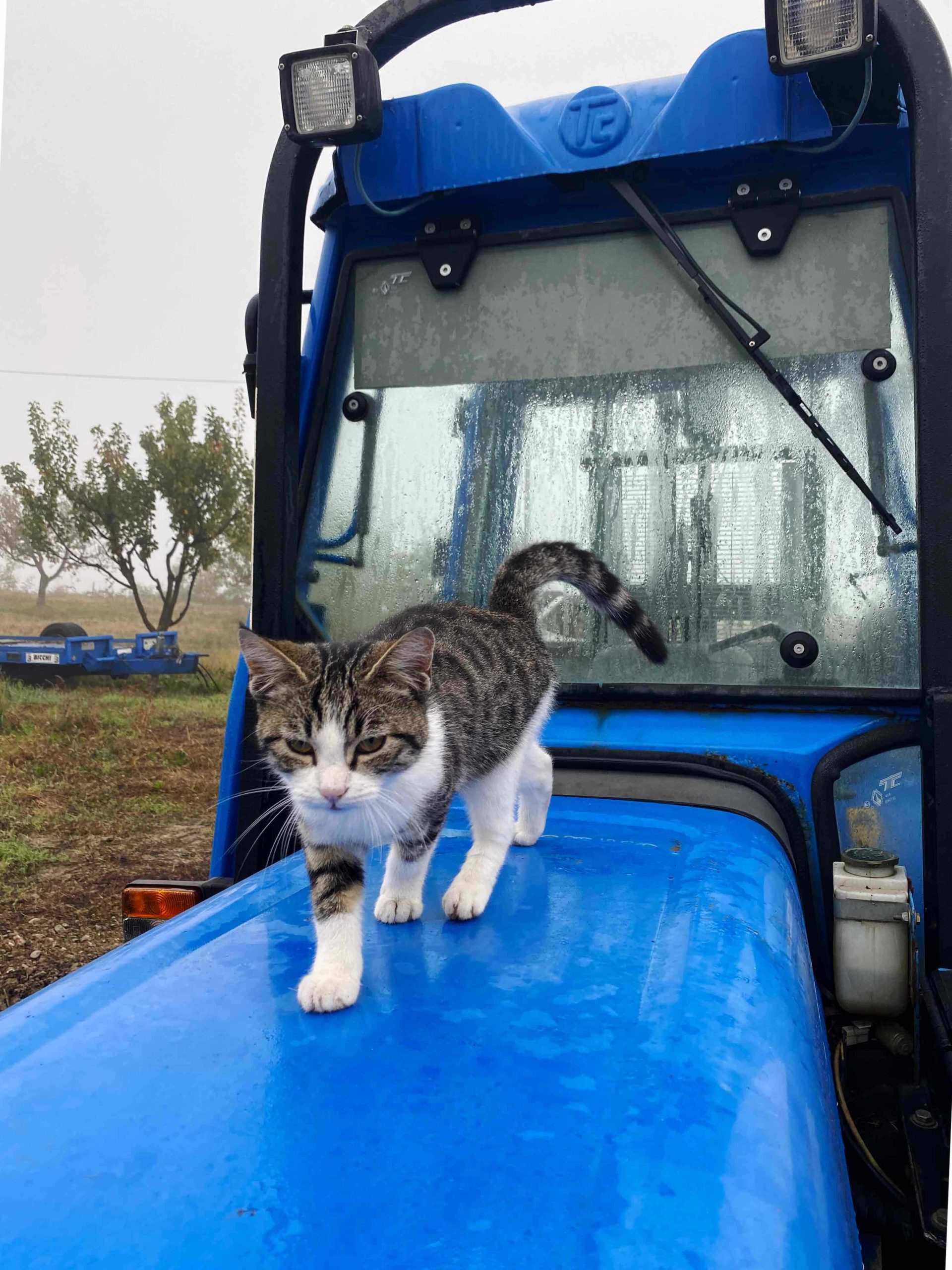 One of the many cats roaming the land.