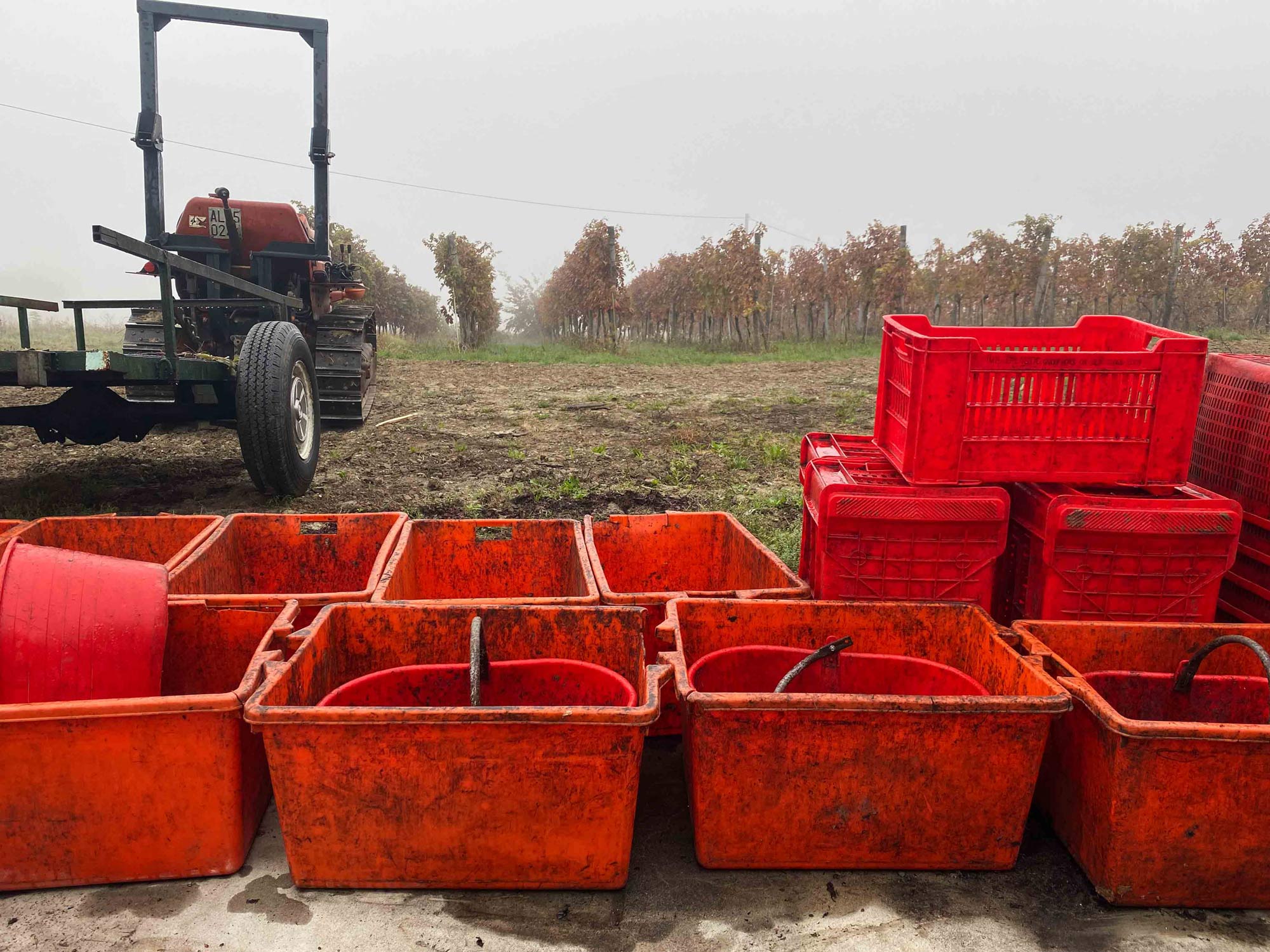 The crates used to gather the grapes during harvest.