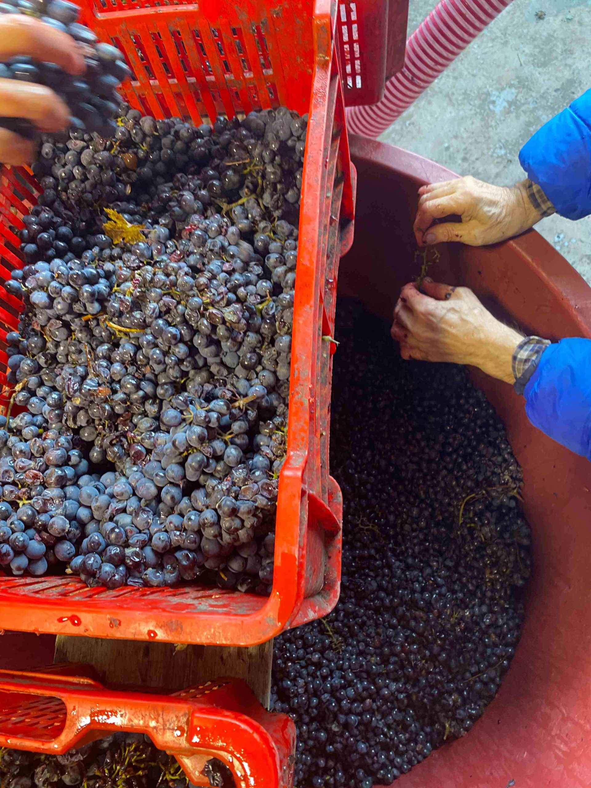 Grapes being sorted post-harvest.