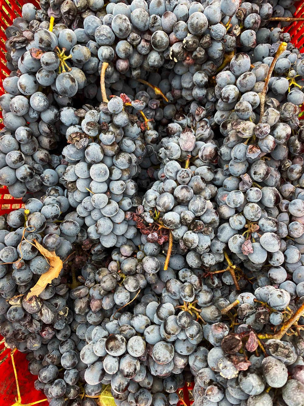 Barbera grapes are recognisably compact and dense.