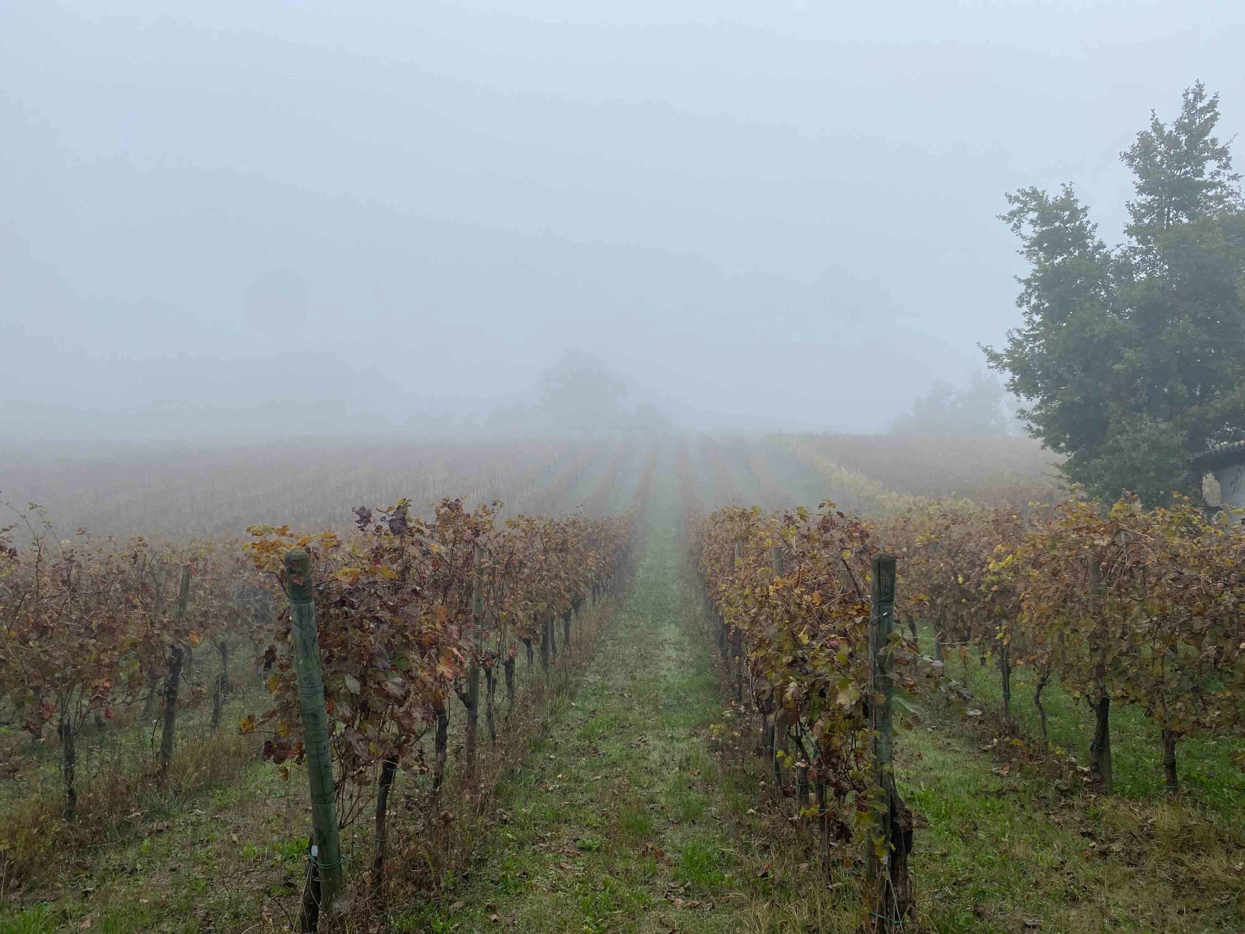 The enchantingly mystical landscape of Colli Tortonesi.