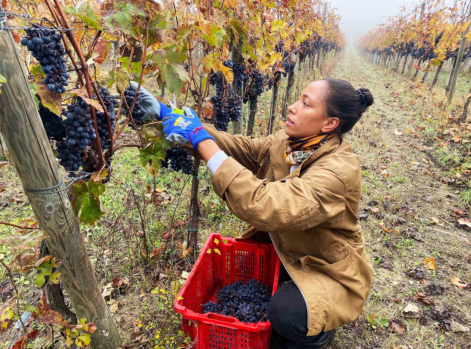 Harvesting Barbera grapes at I Carpini Winery.