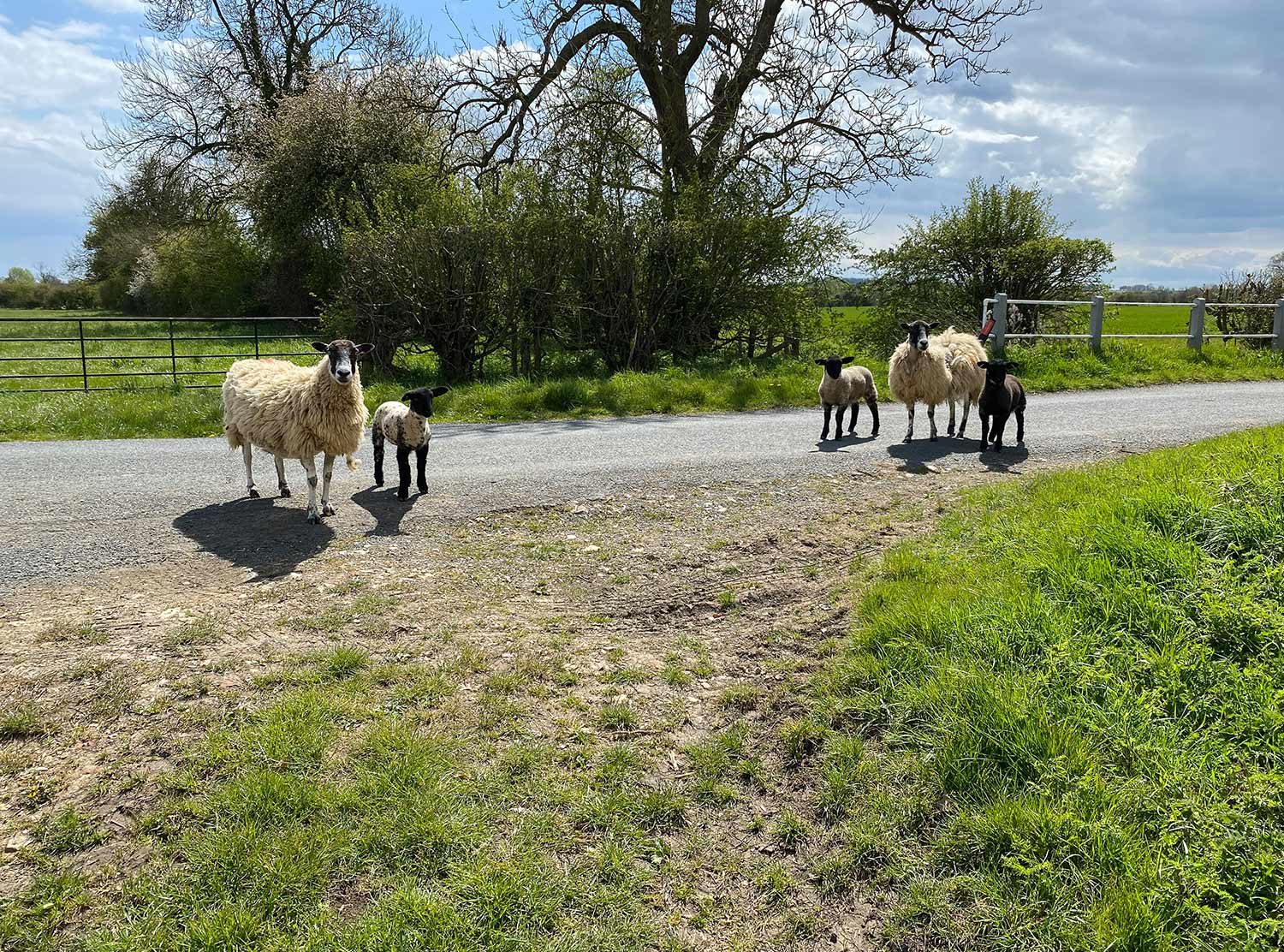 The Double Red Duke Making new friends on our morning walk. I love the Cotswolds in the springtime 