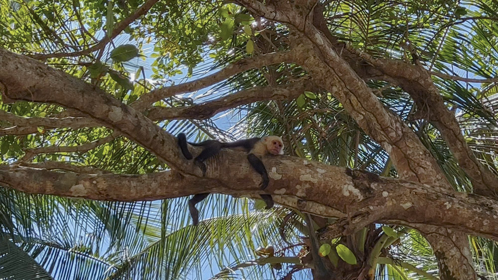 Zunya I spent hours monkey watching lying under the sacred tree