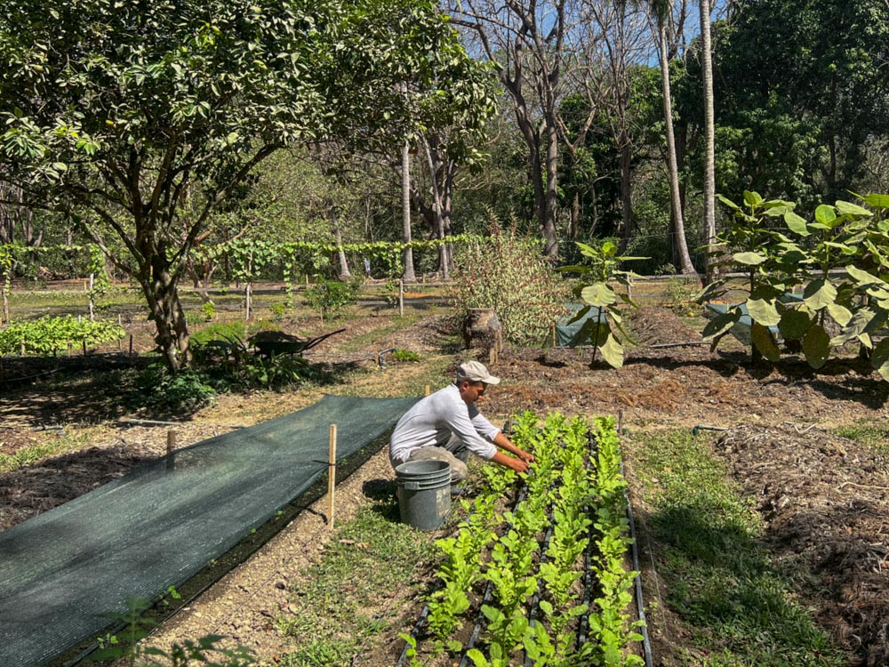 Zunya The organic vegetable garden produce is used at the onsite vegan restaurant Nula. Guests can volunteer in the garden if they wish