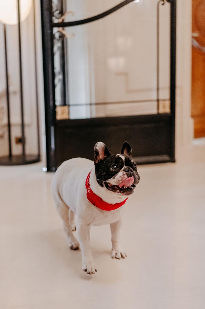 Aurélie's frenchie Lulu