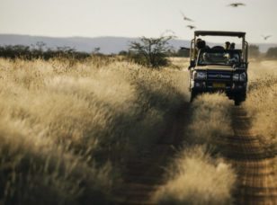 Safari