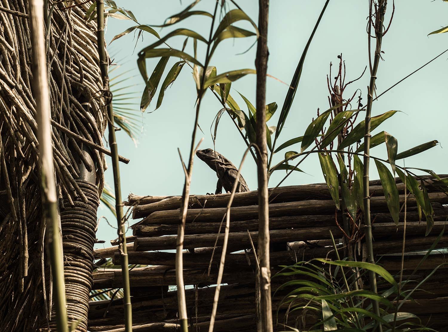 Nômade Holbox Everywhere you look, there are birds and creatures. It is quite incredible.