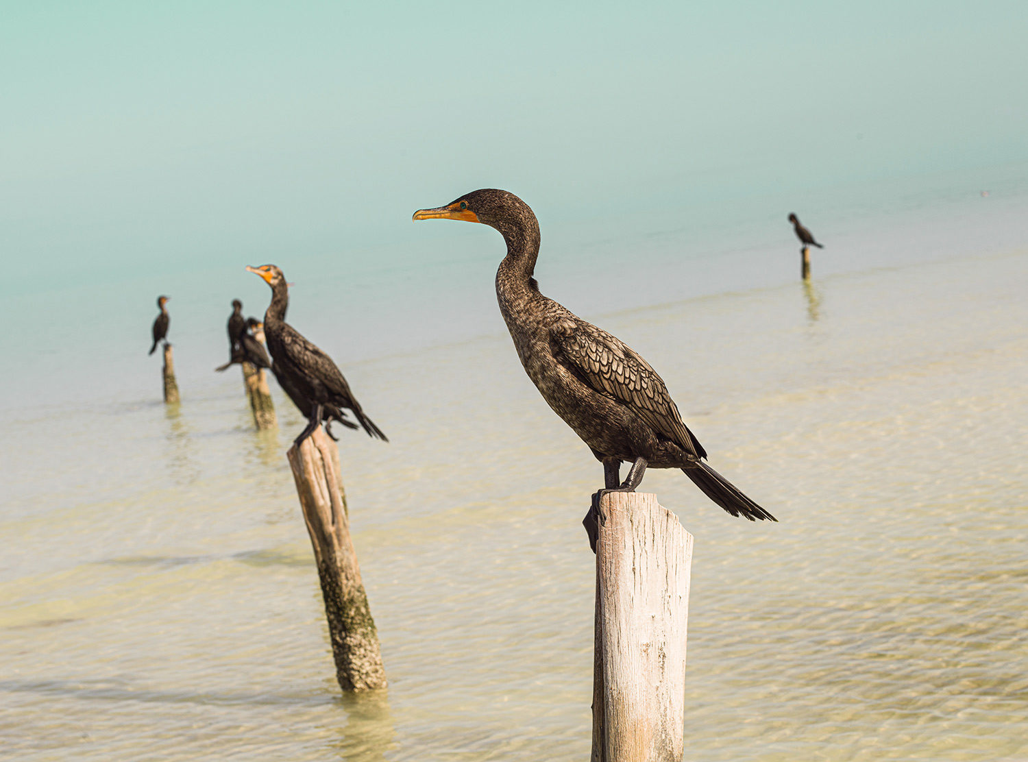 Nômade Holbox There are so many incredible birds here. I’m now an amateur bird spotter!