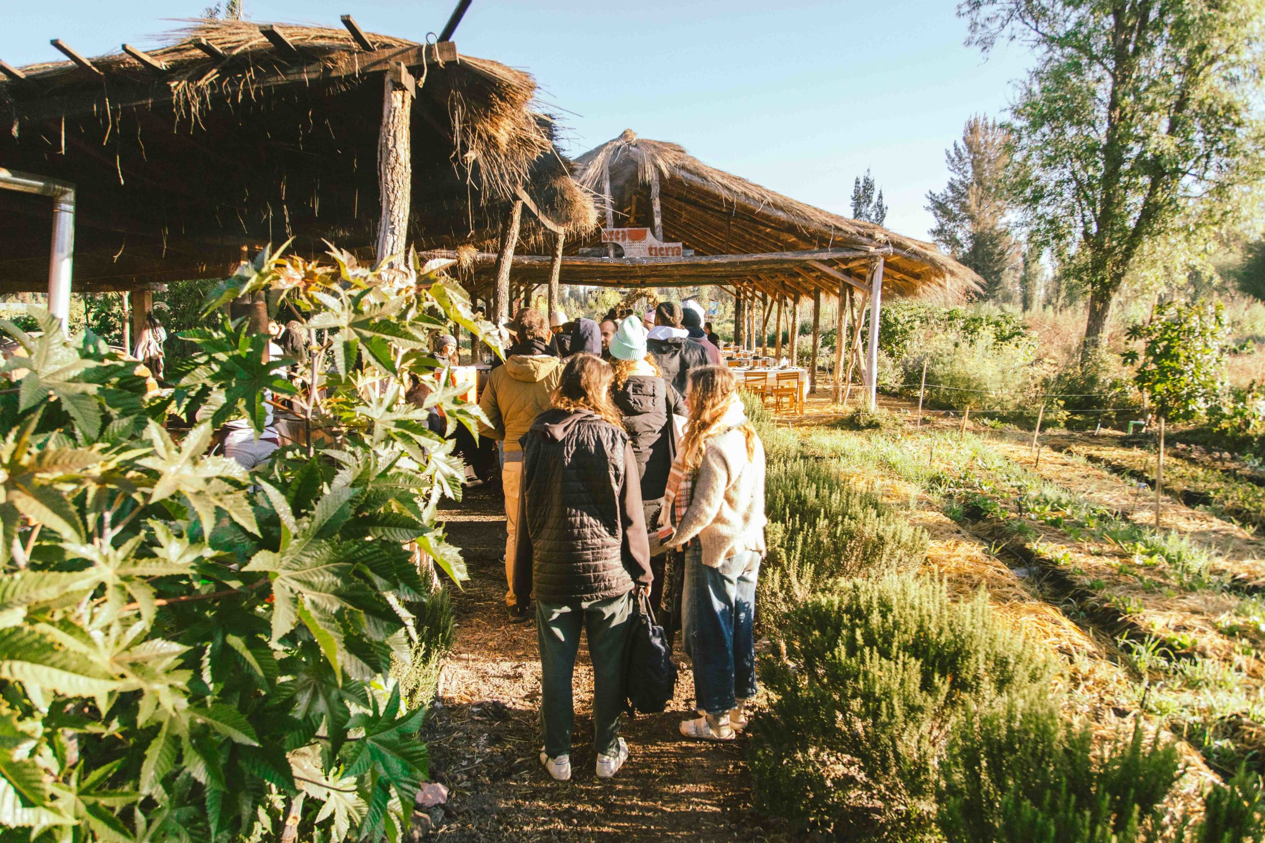 Arrival at chinampa Arca Tierra for a farm-to-table breakfast and to learn about the indigenous farming technique that is climate resilient and yields exponentially more food per square footage than conventional agriculture. Arca Tierra supplies produce to several Mexico City restaurants and 450 monthly boxes for domestic consumption 