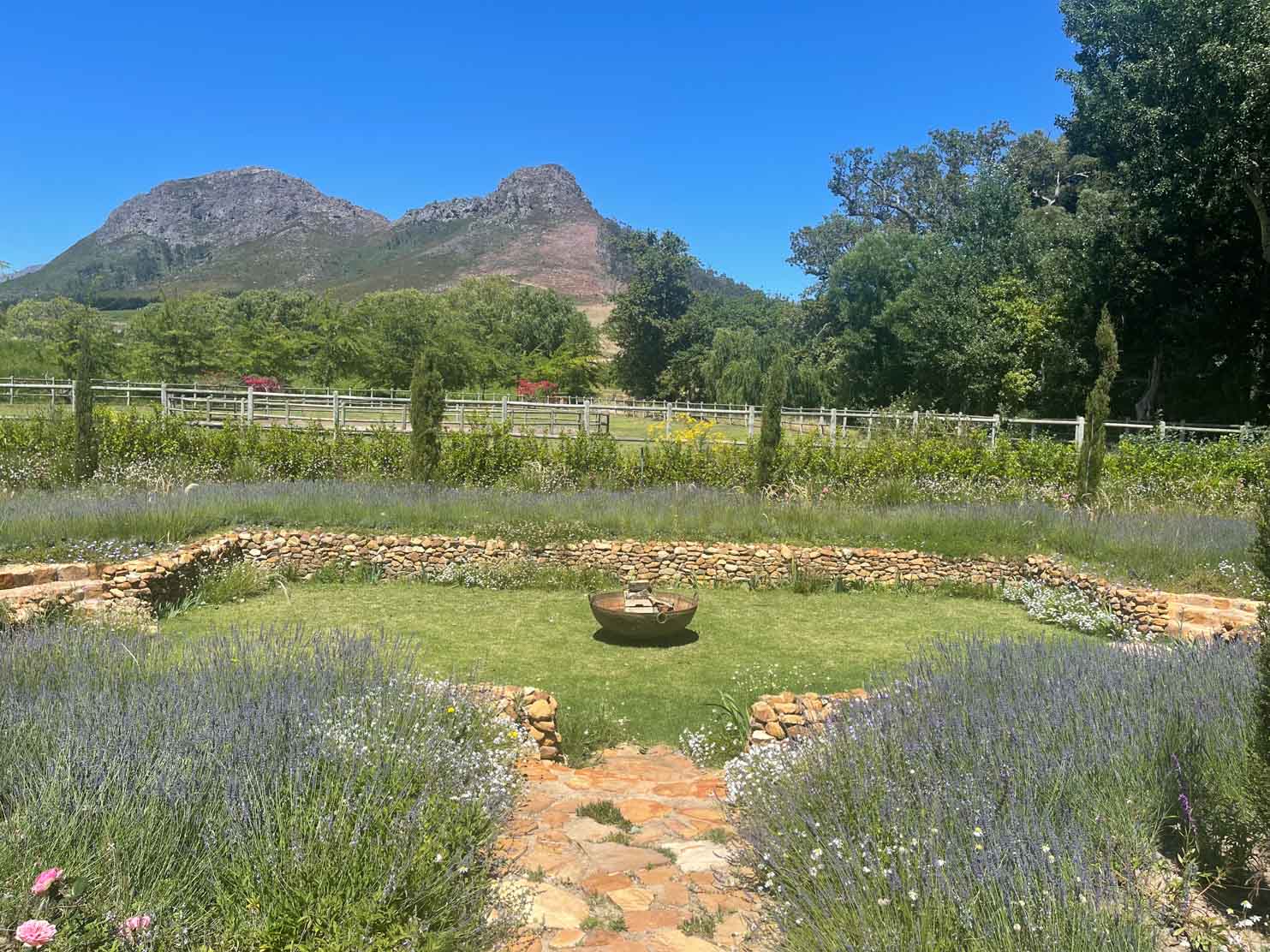 Sterrekopje Farm The sunken garden, planted with lavender