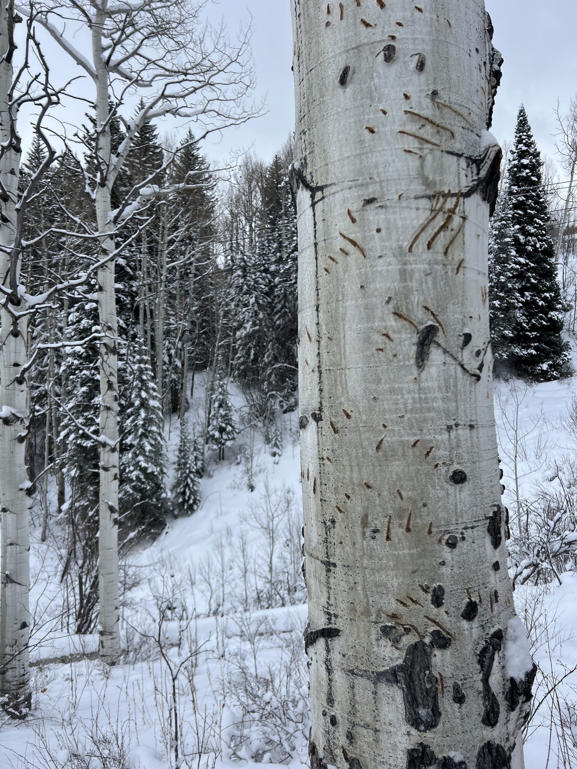 Fresh bear claws in the Ritz backyard