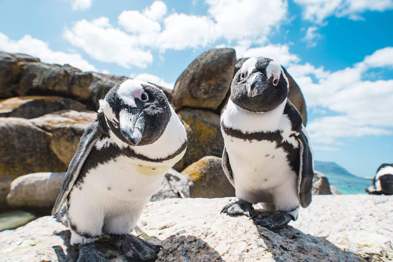 Boulders Beach