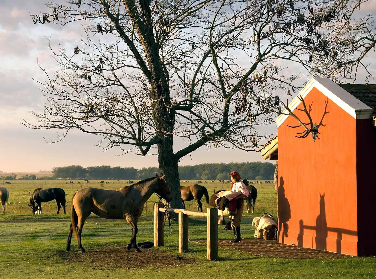 La Bamba de Areco Horses roam the property