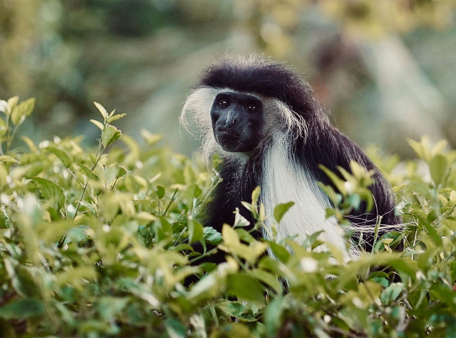 Kinondo Kwetu The local tribe of colobus monkeys prefer to stay high in the treetops, but every now and then they descended down to the lower brush to snack
