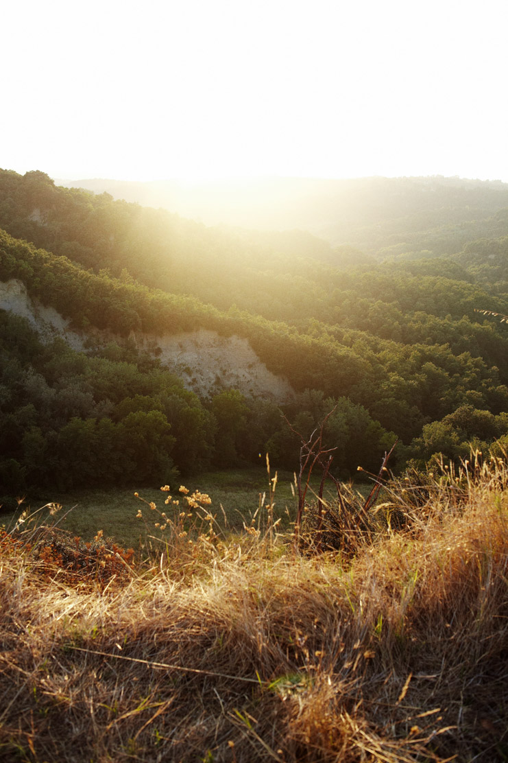 Idyllic rural Tuscany, rolling hills, olive groves, and vineyards as far as the eye can see. Photo by Coke Bartrina