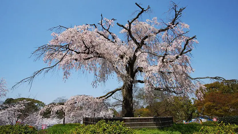 Maruyama Park