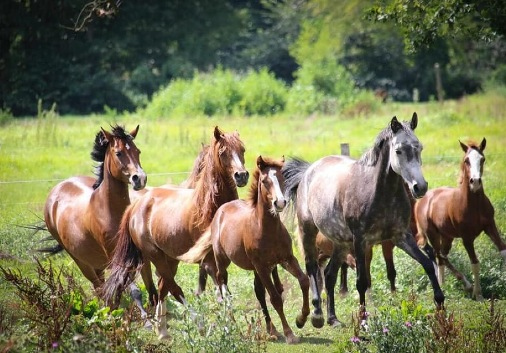 Horseback riding