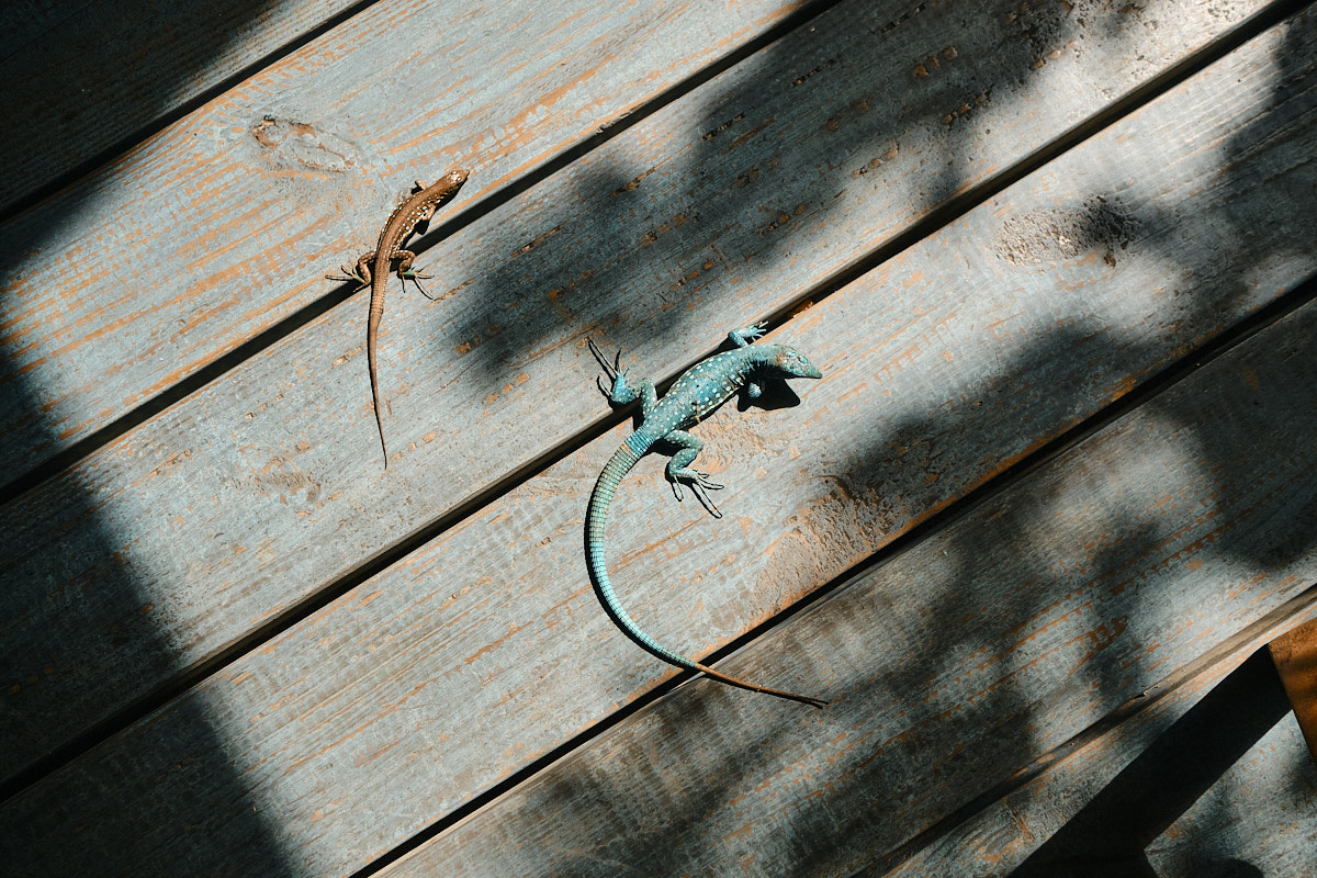 Boardwalk Boutique Hotel Aruba Aruban blue lizards are a common sighting at the hotel