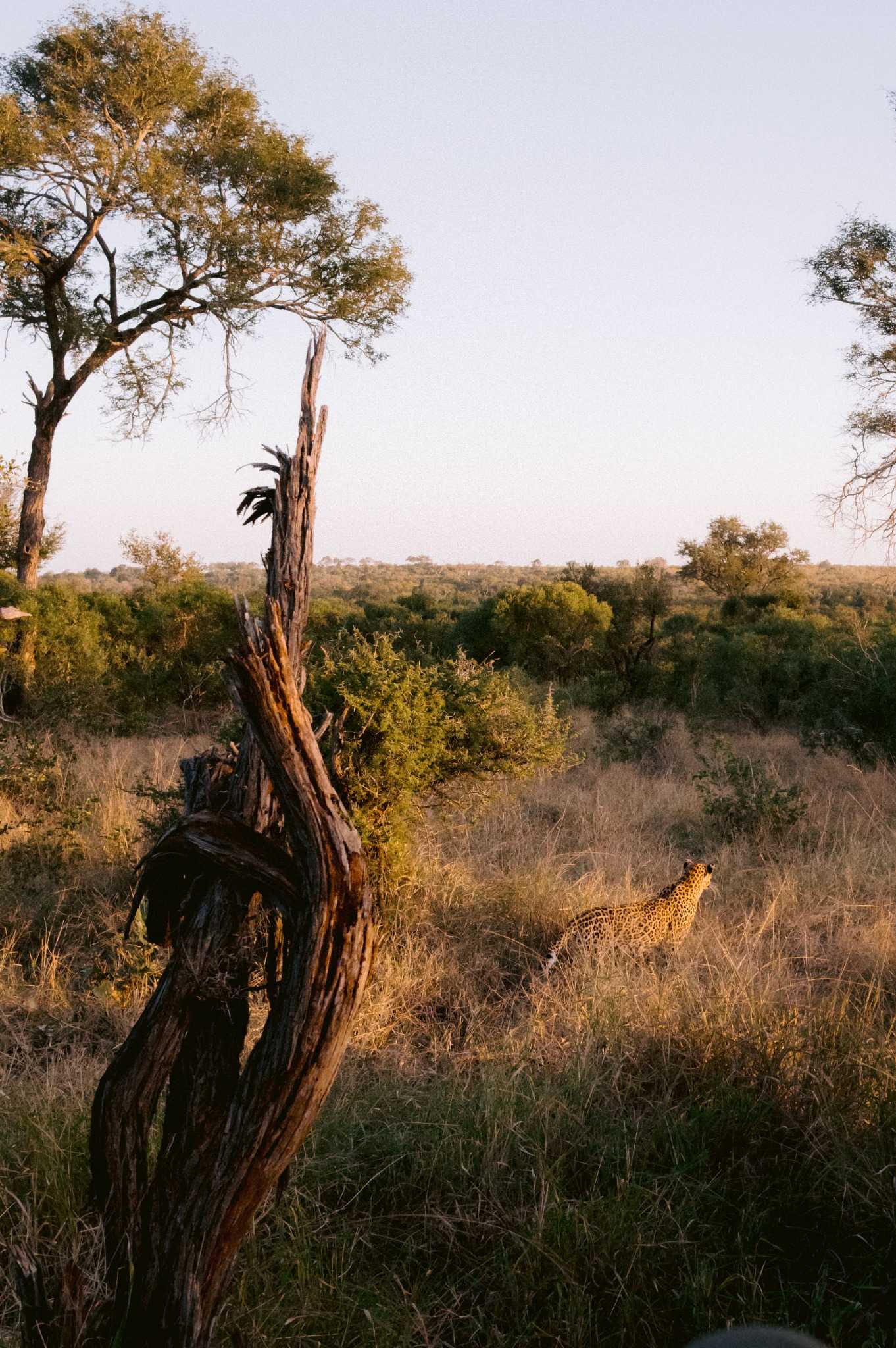 Photo captured by Erina Pindar in South Africa at Londolozi