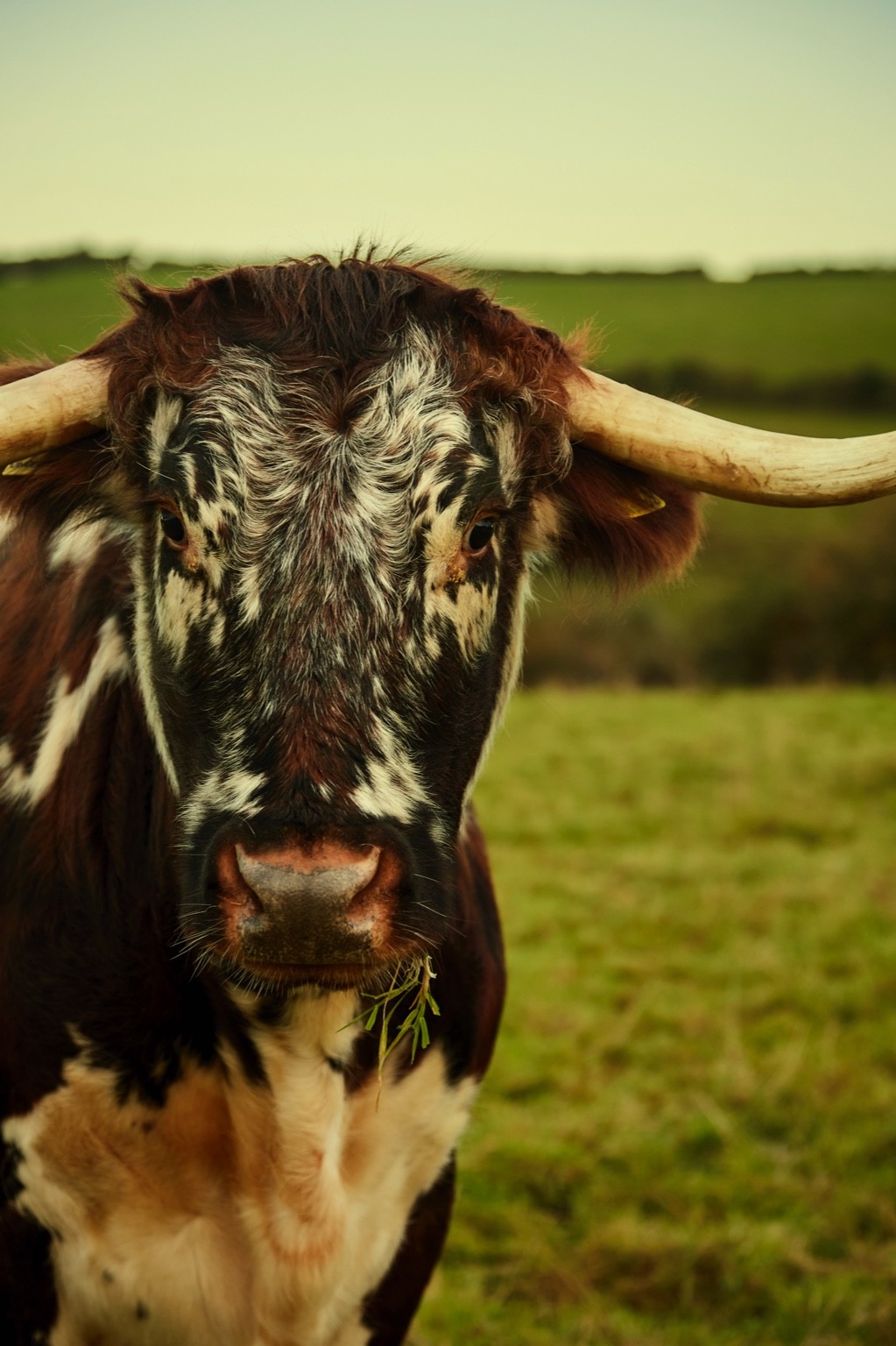 Down to Earth: The Quiet Cool of Fowlescombe Farm