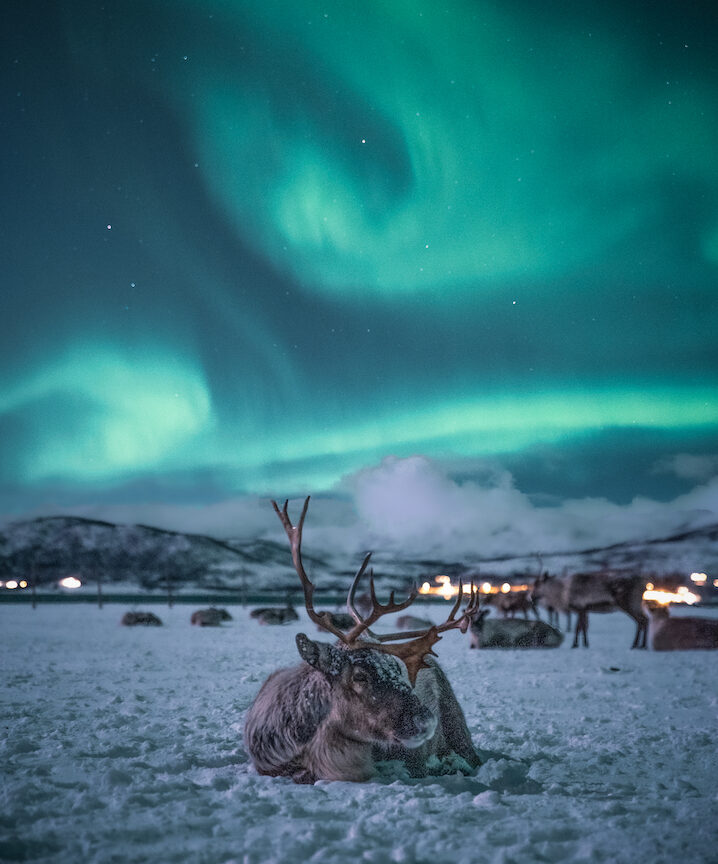 Norway-Arctic-Circle-Orcas-Auroras-Luxury-Journey-Reindeer-1