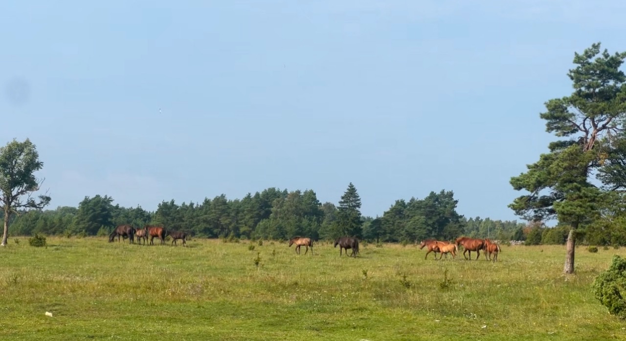 Pilguse Residency Views