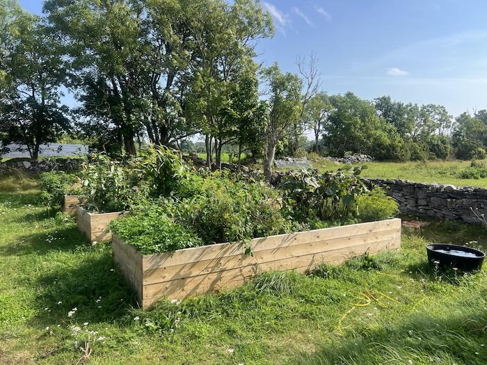 Pilguse Residency Vegetable garden