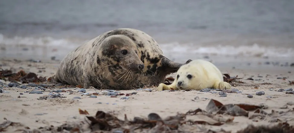 Seal watching at Vilsandi National Park