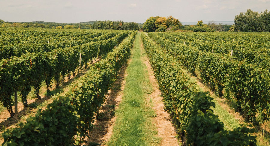 Hosmer Winery