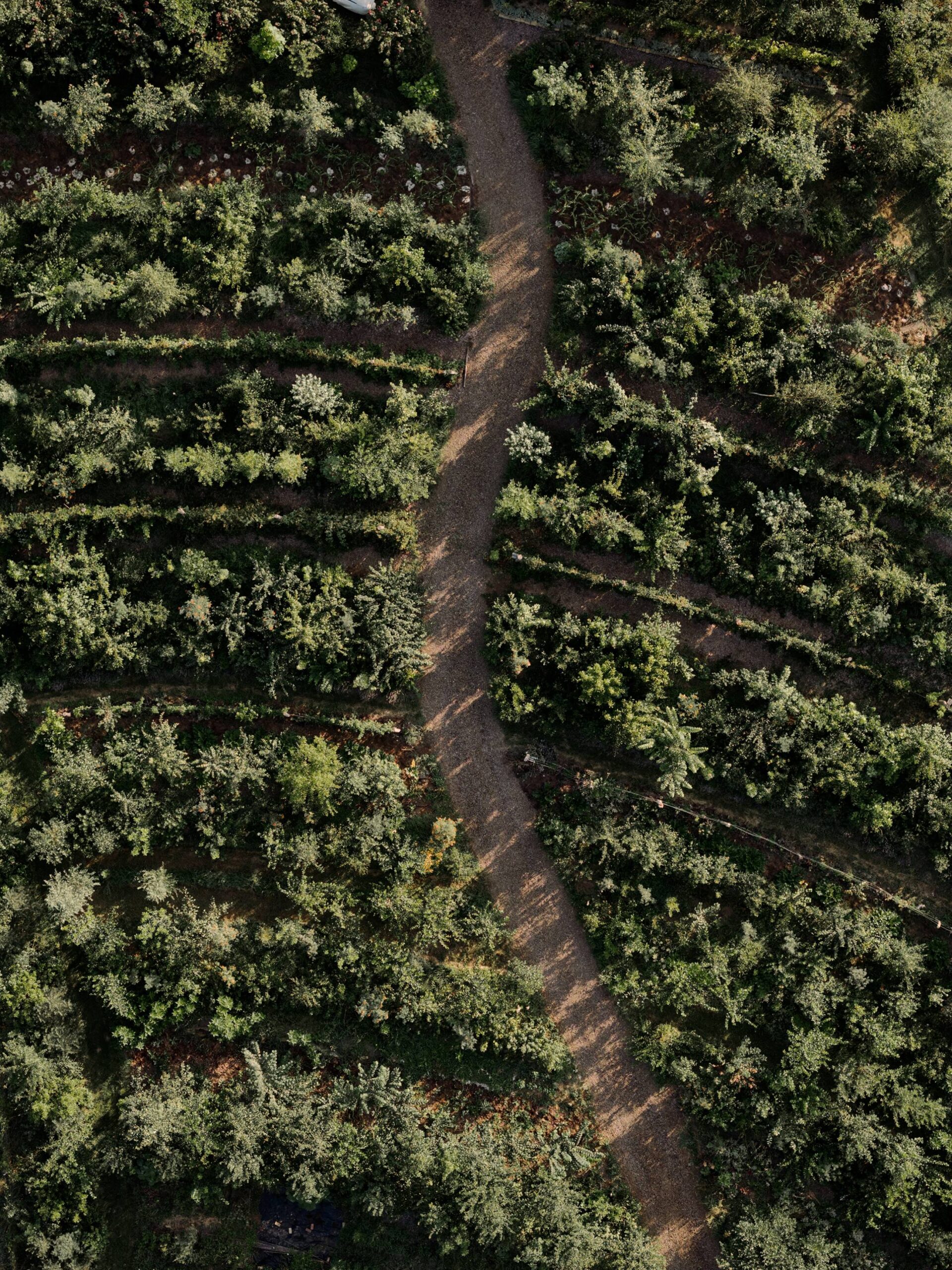 The Farm’s biodynamic grounds.