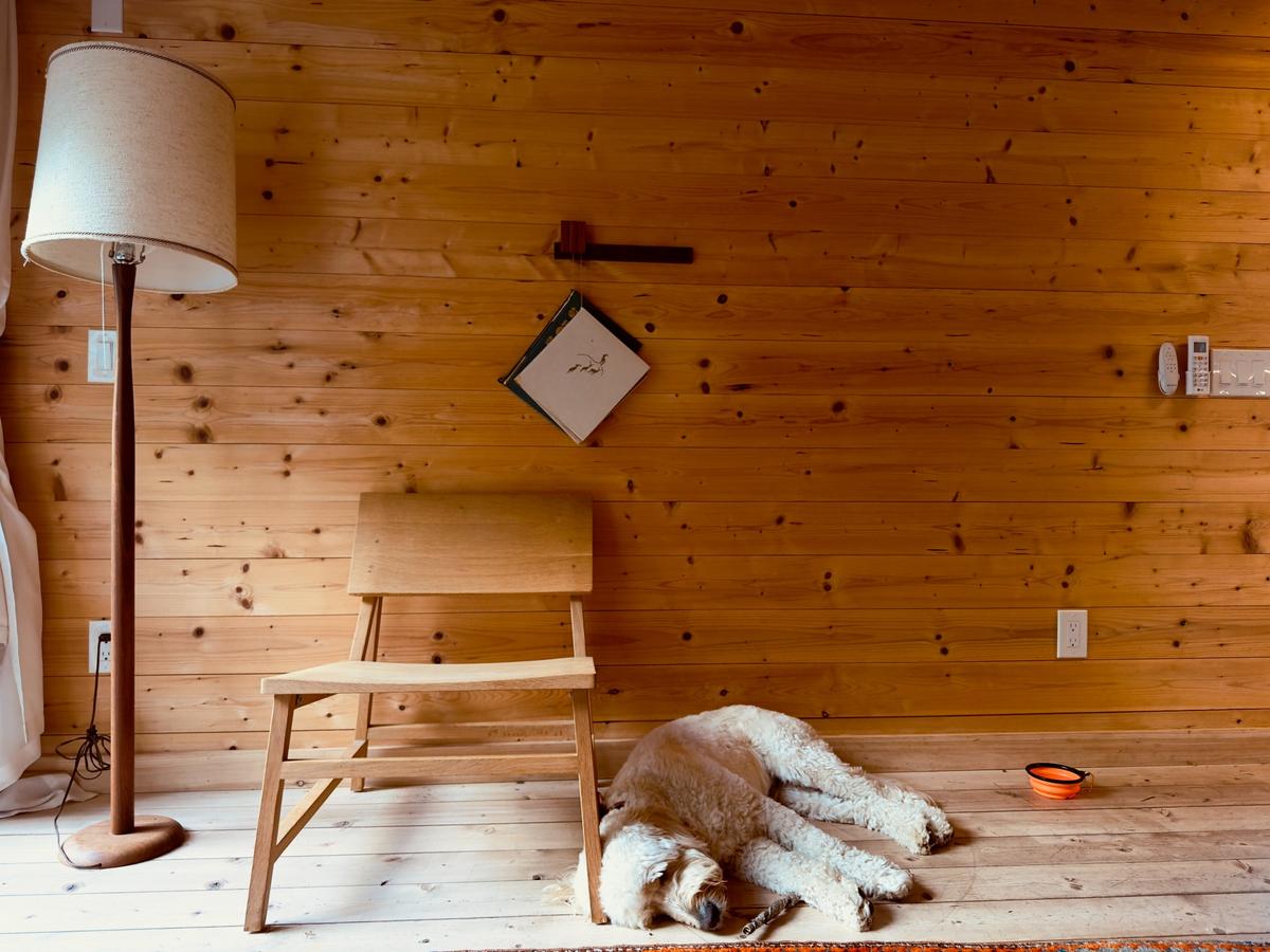Eastwind Oliverea Valley Grover making himself at home. A vintage chair, woven rug and soft sheepskin prove that pet-friendly does not have to mean design-compromised